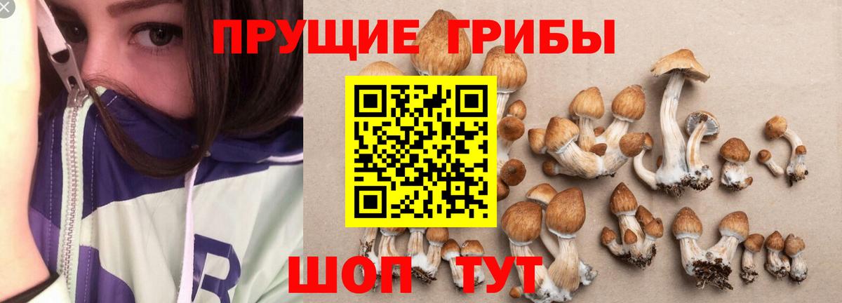 Галлюциногенные грибы Psilocybine cubensis Екатеринбург